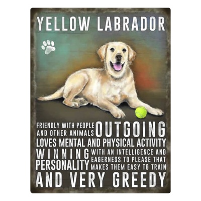 Yellow Labrador Fridge Magnet